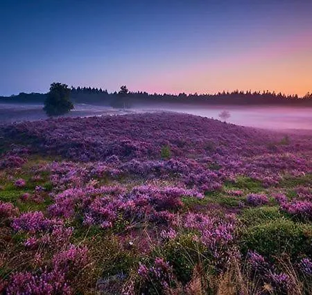 In Den Paerd Gelogeerd Heerde